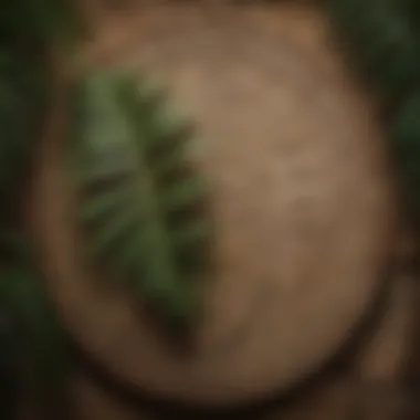 Ancient palm leaves showcasing Nadi astrology inscriptions