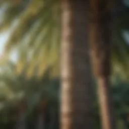 Detailed illustration of major palm lines