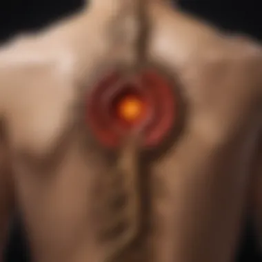 Illustration of the location of the root chakra at the base of the spine