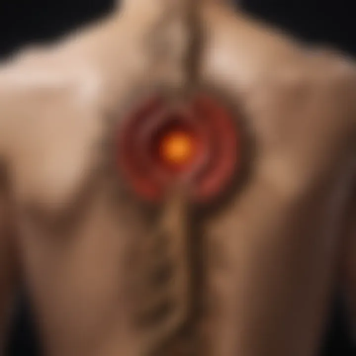 Illustration of the location of the root chakra at the base of the spine