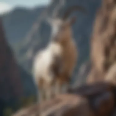 The Resilient Capricorn Goat Illustration of a determined Capricorn goat climbing a rocky mountain.
