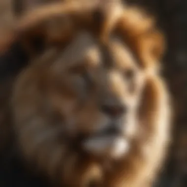 The Strength of Leo: A Regal Representation The regal lion symbolizing Leo's strength and charisma.